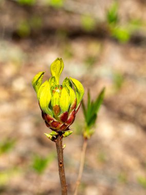 Bahar, bitkilerin yabani çiçekleri, doğada uyanan çiçekler ve yaprakları güneşli ağaçların filizleri..