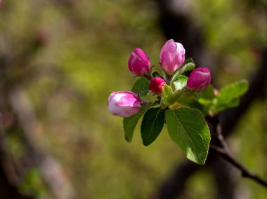 Bahar, bitkilerin yabani çiçekleri, doğada uyanan çiçekler ve yaprakları güneşli ağaçların filizleri..