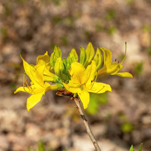 Spring Wild Flowering Plants Awakening Nature Young Flowers Shoots Trees — Stock Photo, Image