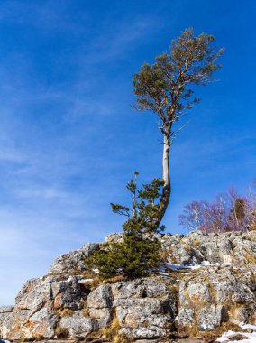 Kış, karla kaplı dağların panoramik manzarası ve parlak güneşin altındaki alp ormanları..