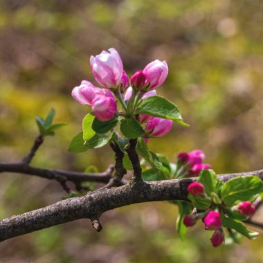 Bahar, bitkilerin yabani çiçekleri, doğada uyanan çiçekler ve yaprakları güneşli ağaçların filizleri..