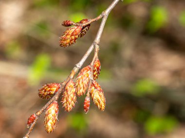 Bahar, bitkilerin yabani çiçekleri, doğada uyanan çiçekler ve yaprakları güneşli ağaçların filizleri..