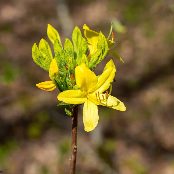 Primavera Floración Salvaje Las Plantas Despertar Naturaleza Flores Jóvenes Brotes — Foto de Stock