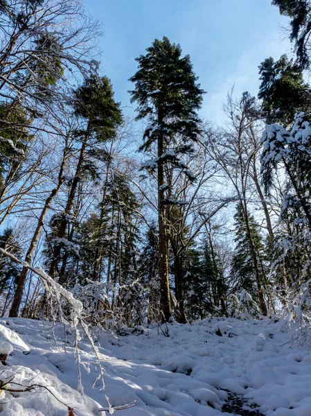 Uma Manhã Gelada Inverno Uma Área Montanhosa Raios Sol Nascente — Fotografia de Stock