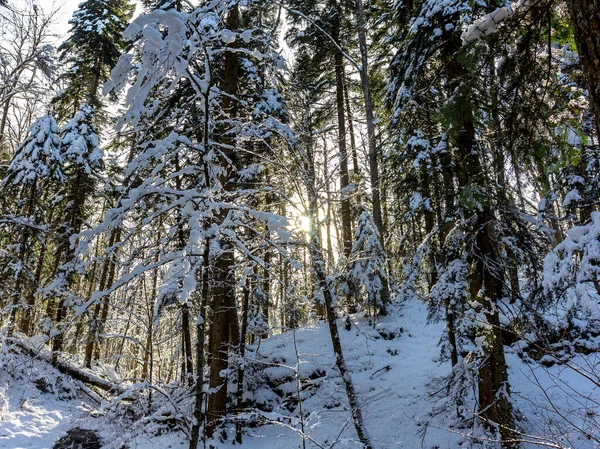 Une Matinée Hiver Glacée Dans Une Région Montagneuse Les Rayons — Photo