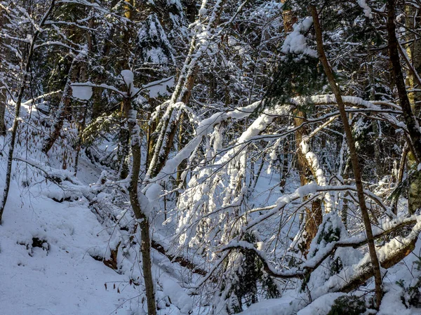 Frosty Winter Morning Mountainous Area Rays Rising Sun Illuminate Area — Stock Photo, Image