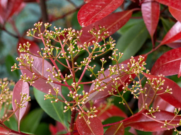 Frühling Wildes Blühen Der Pflanzen Erwachen Der Natur Junge Blumen — Stockfoto