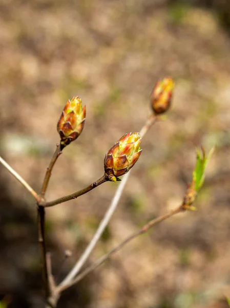 Весна Дикое Цветение Растений Пробуждение Природе Молодые Цветы Побеги Деревьев — стоковое фото