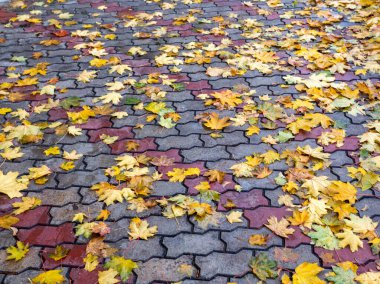 Şehirde sonbahar, bulutlu bir gün, sis, doğanın uykulu bir hali, doğa ve sanat severler için sakin ve yaratıcı bir ilham..