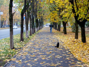 Şehirde sonbahar, bulutlu bir gün, sis, doğanın uykulu bir hali, doğa ve sanat severler için sakin ve yaratıcı bir ilham..
