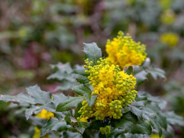 Mahonia Holly, Oregon üzümü, her zaman yeşil olan bitki, çiçeklerin soluk sarı rengi, doğal bir parkta..