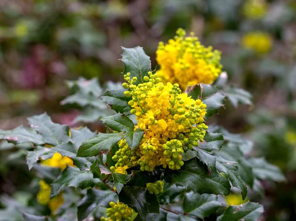 Mahonia Holly Shrub Oregon 상록수 노란색 공원에서 — 스톡 사진