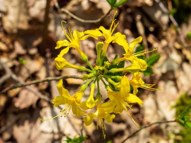 Şehirdeki bahar parkında dolaşın, kendinizi bitkilerin çiçeklenmesine daldırın ve doğayla iletişimin tadını çıkarın..