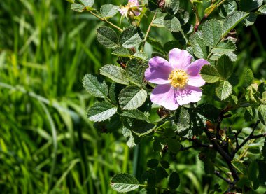 Yaz, subalpine otlaklarında çiçek açan bitkilerin kısa bir dönemi, çeşitliliğin ve her çeşit çiçeğin zengin bir dünyası.