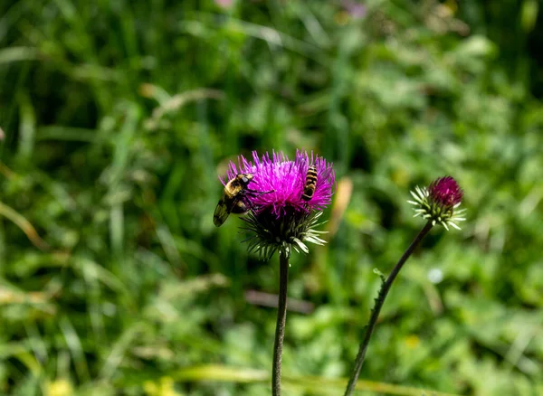 Verano Corto Período Plantas Con Flores Prados Subalpinos Rico Mundo — Foto de Stock