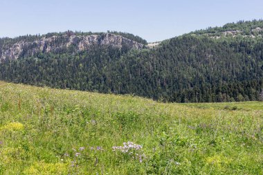 Yaz-subalp çayırları, dağların yamaçlarında çiçeklerin ve bitkilerin yeşermesi kayalık toprağın, erimeyen karın ve buzulların arasında..