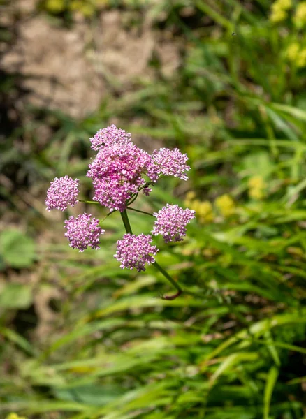 Verano Corto Período Plantas Con Flores Prados Subalpinos Rico Mundo — Foto de Stock