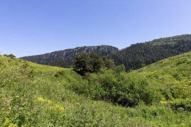 Yaz-subalp çayırları, dağların yamaçlarında çiçeklerin ve bitkilerin yeşermesi kayalık toprağın, erimeyen karın ve buzulların arasında..