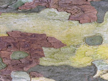 Gün boyunca parktaki ağaç kabuğunun dokusu, çeşitli renkler, gölgeler ve süslü desenler..