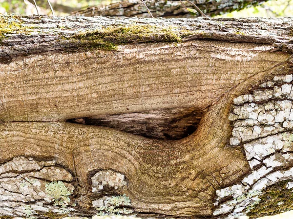 Textura Corteza Del Árbol Parque Durante Día Una Variedad Colores —  Fotos de Stock