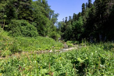 Güneşli bir yaz gününde, dağ yollarından panoramik görüntüler, doğa ile yürüyüş ve iletişim..