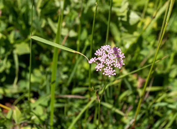 Verano Corto Período Plantas Con Flores Prados Subalpinos Rico Mundo — Foto de Stock