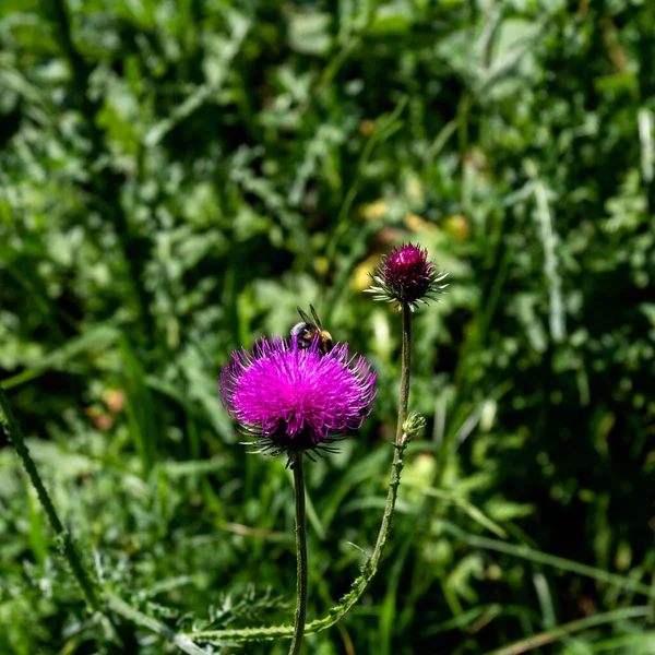 Summer Short Period Flowering Plants Subalpine Meadows Rich World Diversity — Stock Photo, Image