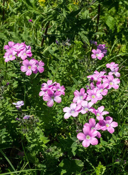 Été Une Courte Période Plantes Fleurs Dans Les Prairies Subalpines — Photo