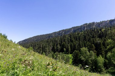 Yaz-subalp çayırları, dağların yamaçlarında çiçeklerin ve bitkilerin yeşermesi kayalık toprağın, erimeyen karın ve buzulların arasında..