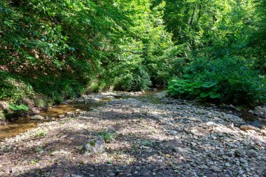 Güneşli bir yaz gününde sığ bir dağ nehrinin yatağı, doğal parkın içinden geçen bir turist yolu..