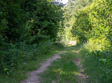 Dağ yatağı, yaz güneşli bir gün, Aminov Doğa Parkı Rusya, Aygea bölgesi, vahşi doğada seyahat.