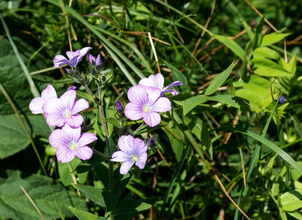 Verano Corto Período Plantas Con Flores Prados Subalpinos Rico Mundo — Foto de Stock