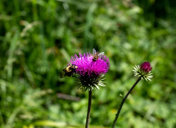 Verano Corto Período Plantas Con Flores Prados Subalpinos Rico Mundo — Foto de Stock