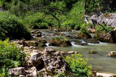 Güneşli bir yaz günü, dağlık çayırlardan kaynaklanan nehirlerin kaynakları yaşam kaynaklarının ekosistemini temiz suyla doldurur..