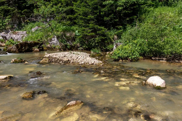 Güneşli bir yaz günü, dağlık çayırlardan kaynaklanan nehirlerin kaynakları yaşam kaynaklarının ekosistemini temiz suyla doldurur..