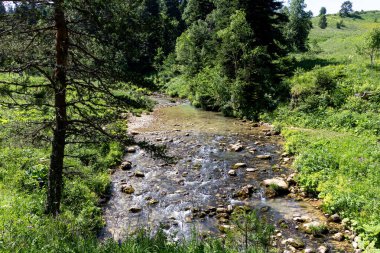 Güneşli bir yaz günü, dağlık çayırlardan kaynaklanan nehirlerin kaynakları yaşam kaynaklarının ekosistemini temiz suyla doldurur..