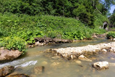 Güneşli bir yaz günü, dağlık çayırlardan kaynaklanan nehirlerin kaynakları yaşam kaynaklarının ekosistemini temiz suyla doldurur..