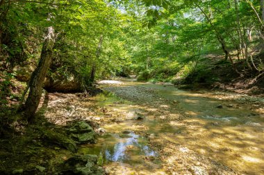 Dağlardan yükselen dağ nehirleri, güneşli bir yaz gününde nehrin kanyonu boyunca seyahat, ormanın tepe örtüsünün altında, çok seyahat edilmeyen turizm yolları..