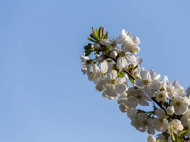 Bahar, parkta çiçek açan meyve ağaçları, mavi gökyüzüne karşı duran bitkiler, coşkulu çiçeklerin açtığı dönem, yakın plan..