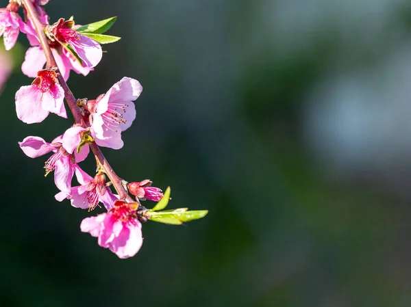 Tavasz Gyümölcsfák Virágzása Parkban Növények Kék Ellen Virágok Virágzásának Időszaka — Stock Fotó