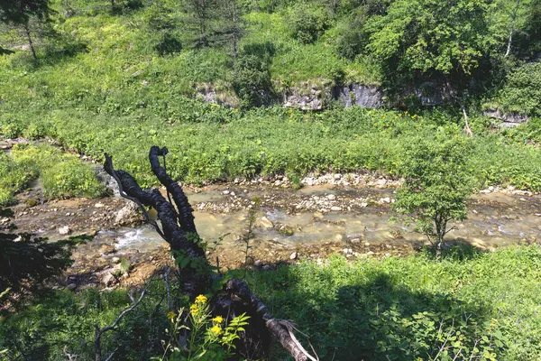 Verano Parque Natural Caminando Aire Libre Largo Del Cañón Río — Foto de Stock