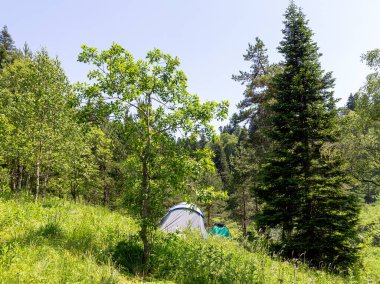 Dağlık araziler, yaz, güneşli bir günde subalpine çayırlarında yürümek, turizm için geçilemez yerler..