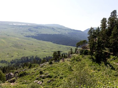 Dağlık araziler, yaz, güneşli bir günde subalpine çayırlarında yürümek, turizm için geçilemez yerler..