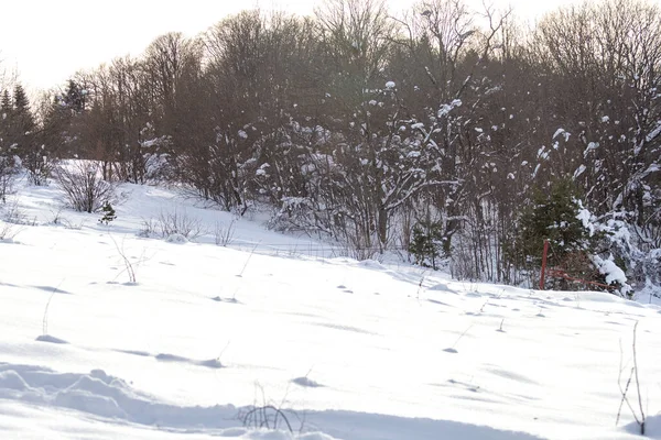 Parc Hiver Promenades Plein Air Neige Scintillante Temps Ensoleillé — Photo