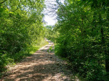 Dağlardan yükselen dağ nehirleri, güneşli bir yaz gününde nehrin kanyonu boyunca seyahat, ormanın tepe örtüsünün altında, çok seyahat edilmeyen turizm yolları..