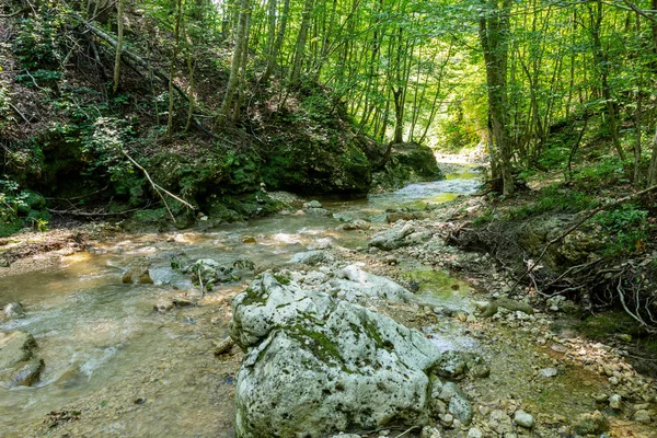 Dağlardan yükselen dağ nehirleri, güneşli bir yaz gününde nehrin kanyonu boyunca seyahat, ormanın tepe örtüsünün altında, çok seyahat edilmeyen turizm yolları..