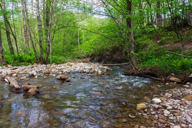 Dağ nehirleri, gezegendeki temiz su kaynakları, güneşli bir bahar gününde, kar eridikten sonra sel..