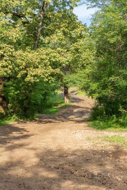Doğada sonbaharın başlangıcı, güneşli bir günde ormanın içinde yürümek....