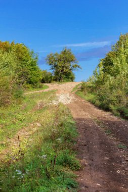 Doğada sonbaharın başlangıcı, güneşli bir günde ormanın içinde yürümek....