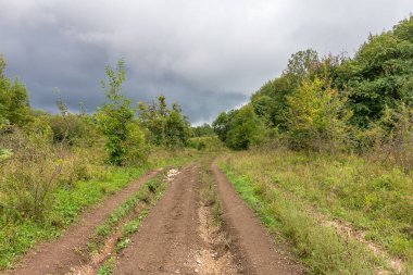 Doğada sonbaharın başlangıcı, güneşli bir günde ormanın içinde yürümek....